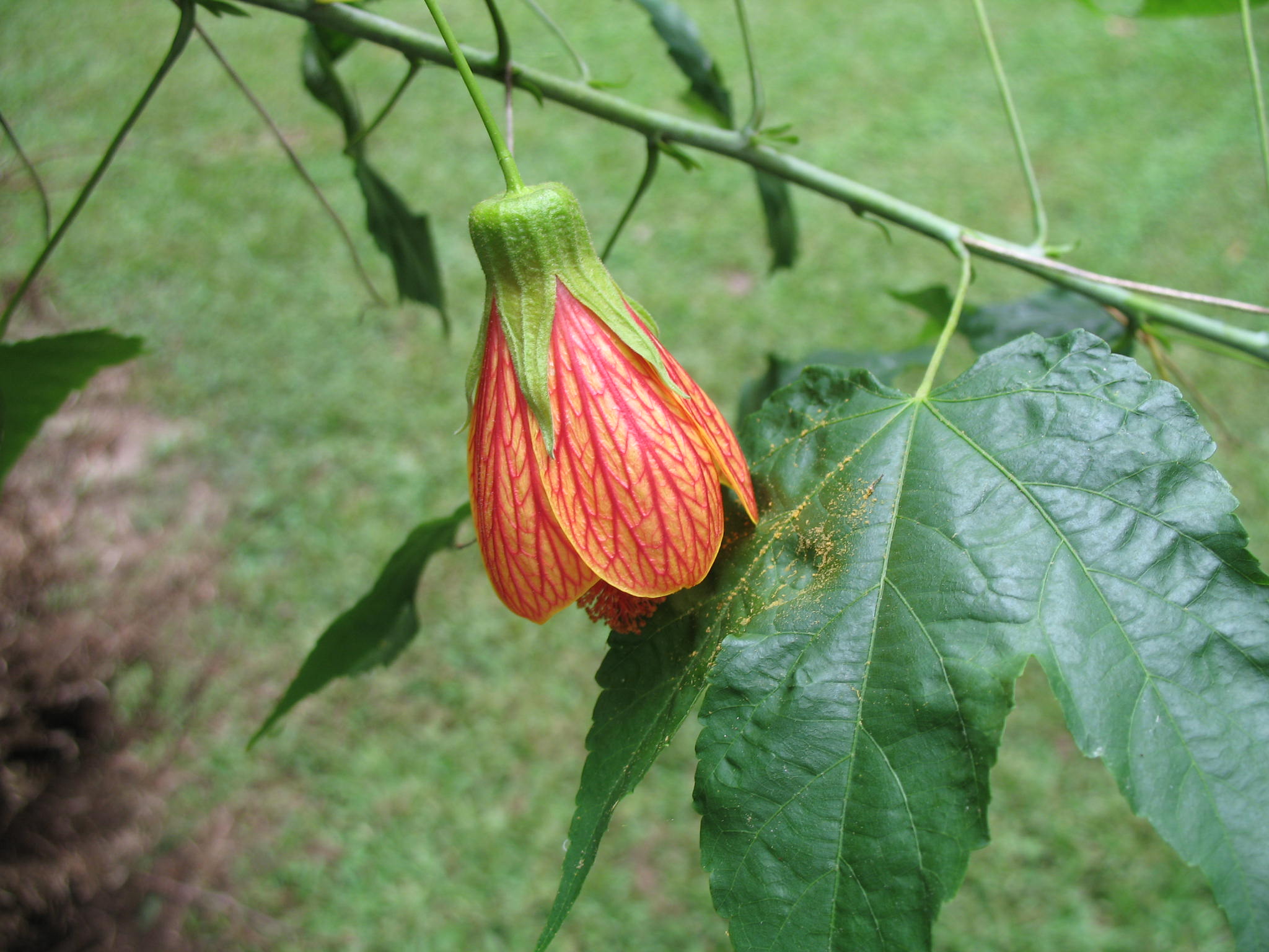 Online Plant Guide - Abutilon pictum / Flowering Maple